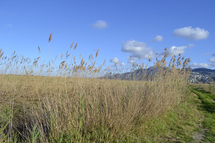Landschaft des Naturparks Marjal de Pego-Oliva