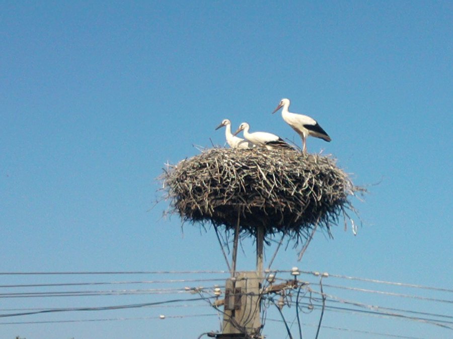 File:Takácsi gólyák - panoramio.jpg
