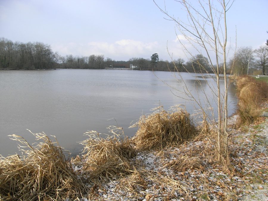 Étang de la Thévinière à Gesté dans le Maine-et-Loire