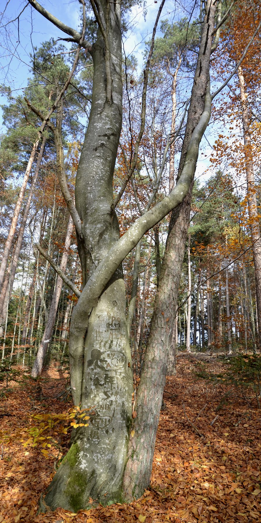 Waldlandschaft des Bayerischen Waldes bei Solla und Saldenburg