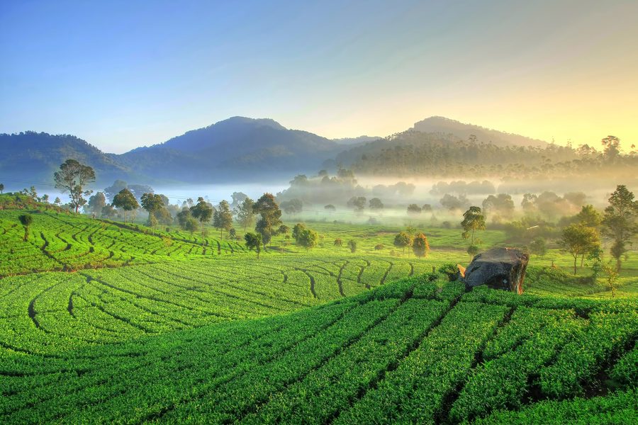 Perkebunan teh di Rancabali, Kabupaten Bandung, Jawa Barat
