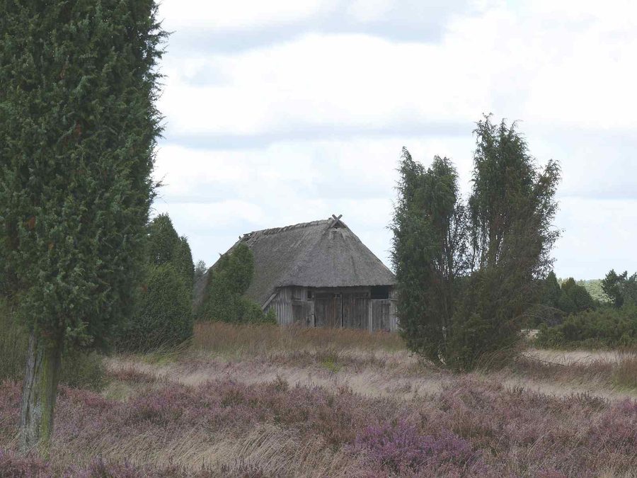 Typische Landschaft der Lüneburger Heide mit Heideflächen und Gehölzen
