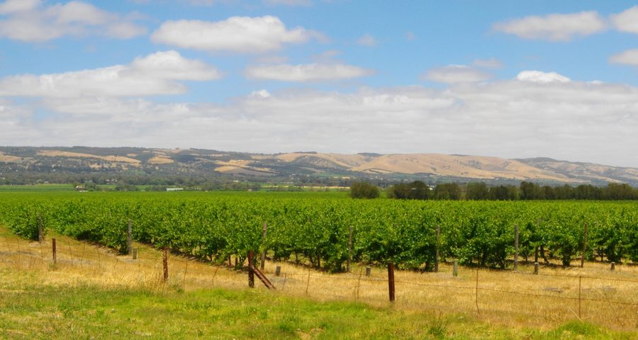 Weinlandschaft in der Region McLaren Vale