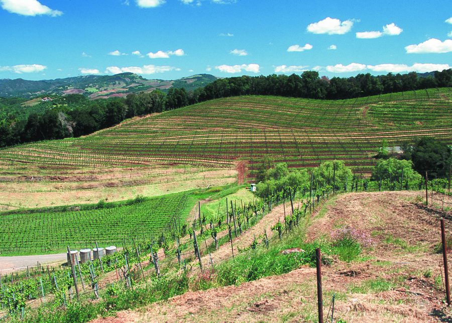 Hügelige Weinberge im Sonoma County, Kalifornien