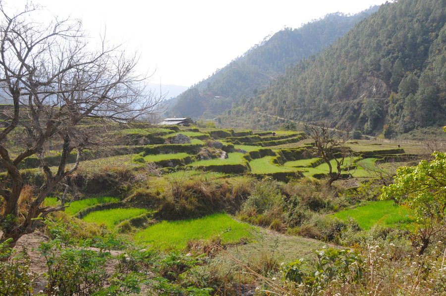 Landschaft im Punakha-Tal