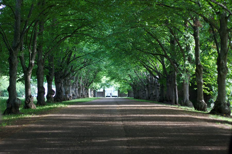 Avenue in Toila-Oru Park in Estonia