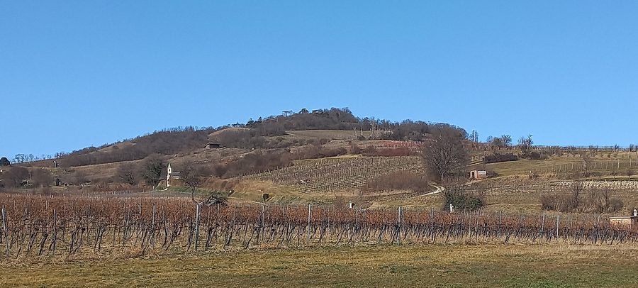 Eichkogel beim Anninger mit einer denkmalgeschützten Weingartenkapelle und Weinbergen