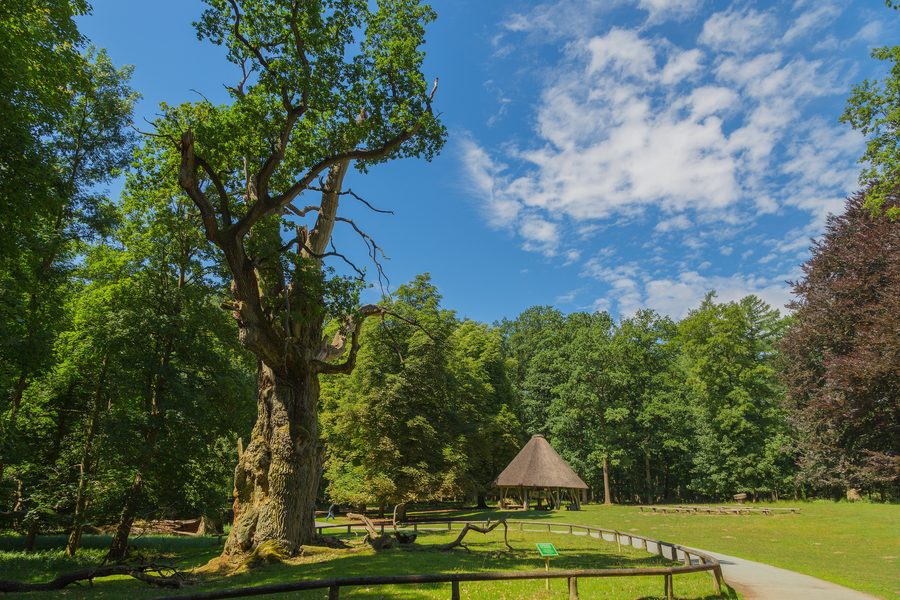 Eine der Ivenacker Eichen im Tiergarten Ivenack