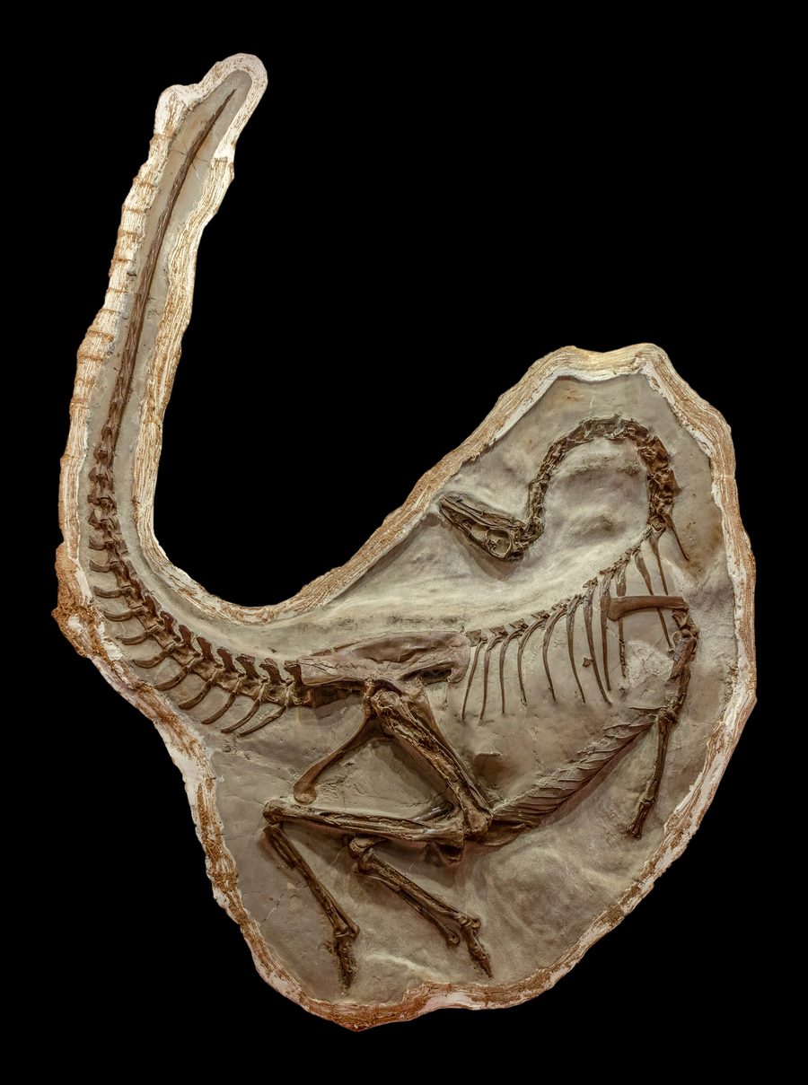 Ornithomimus-Fossil im Royal Tyrrell Museum in Drumheller