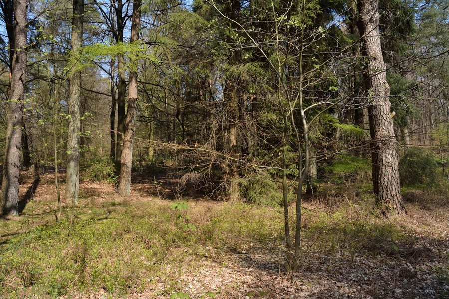 Waldlandschaft im Naturschutzgebiet Tönsheider Wald bei Aukrug
