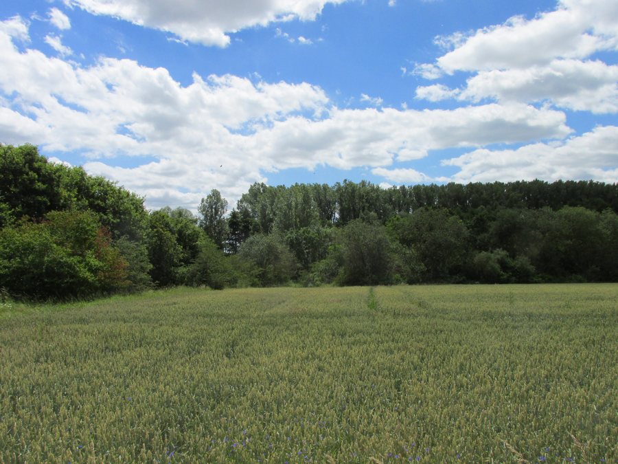 File:NSG Oderaue, 1, Wulften am Harz, Landkreis Göttingen.jpg
