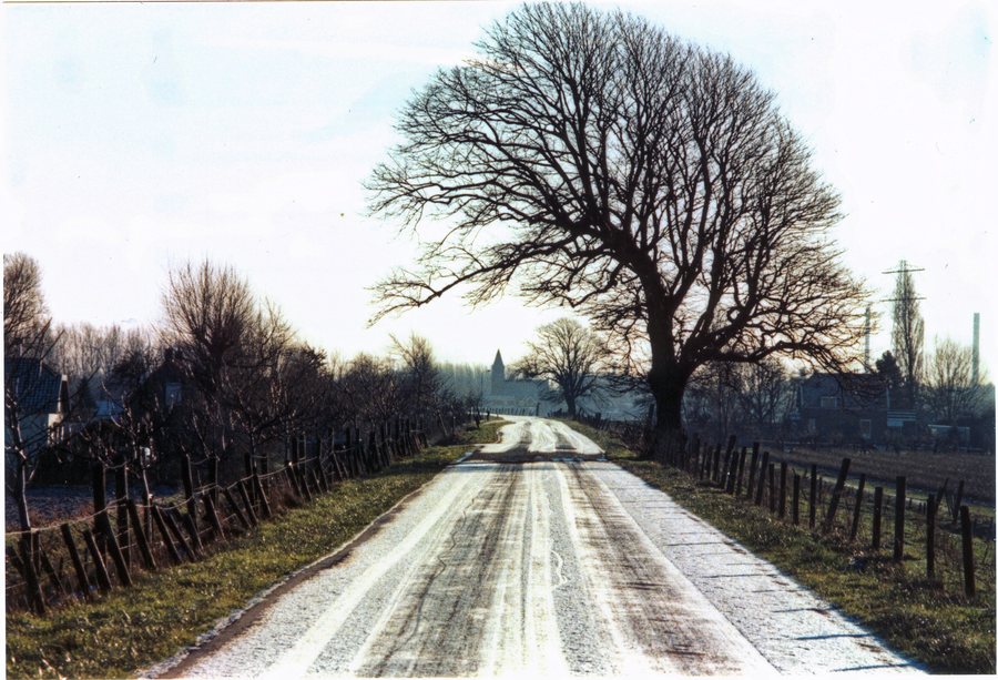 File:Nieuwdorp Lewedijk Linden Trees (De-)Formed By Prevalent West Winds.jpg