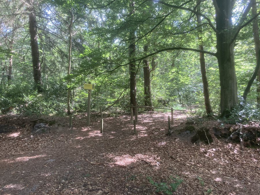 File:Bossen Norg Westervelde Slikkert.jpg