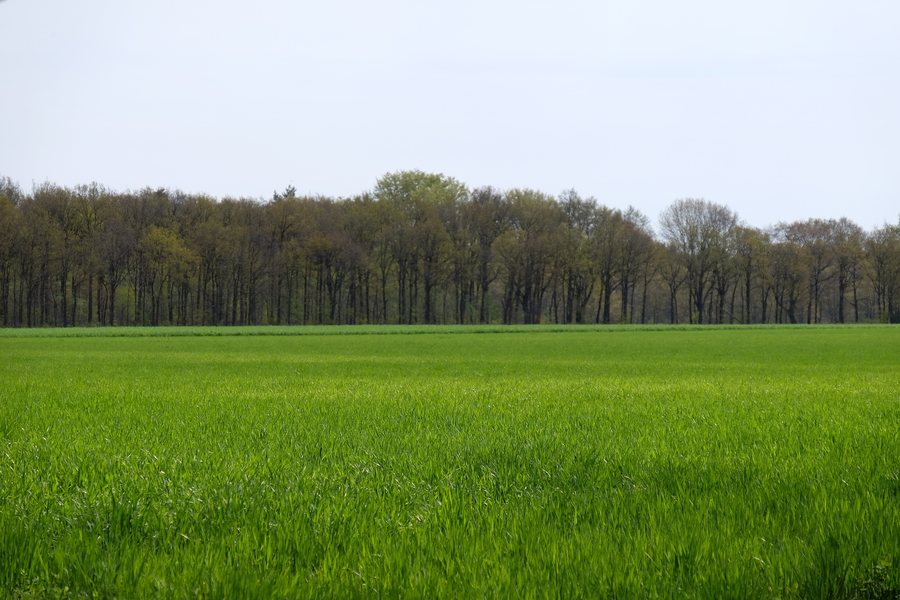 File:6874 Wolfheze, Netherlands - panoramio (4).jpg