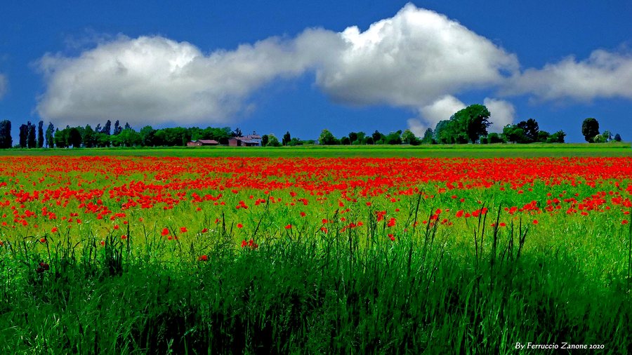 File:Countryside with papavers in Cigliano, Italy.jpg