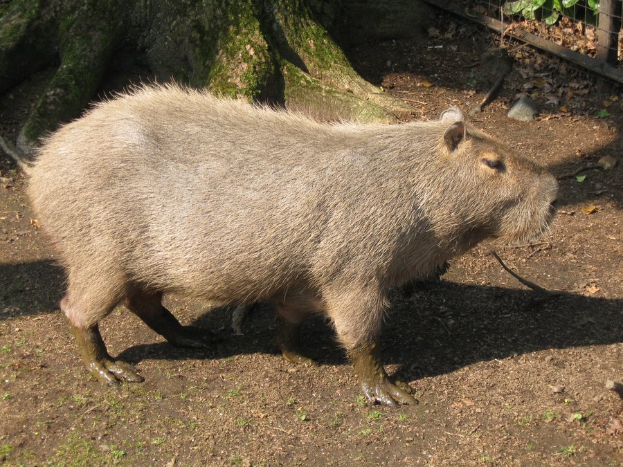 File:Hydrochoeris hydrochaeris (capyvara) at the Faunistic Park 