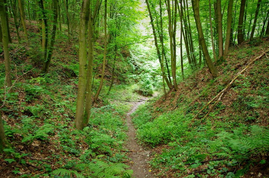 File:Labirynt wąwozów lessowych w okolicach Rąblowa.jpg