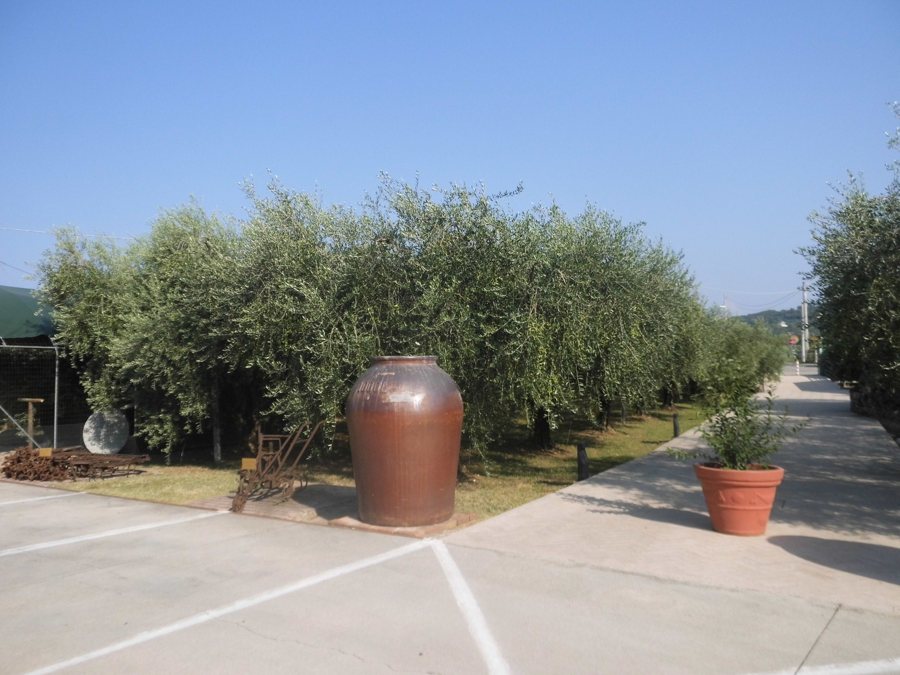 Olivenhain und großer Tontopf neben einem Weg