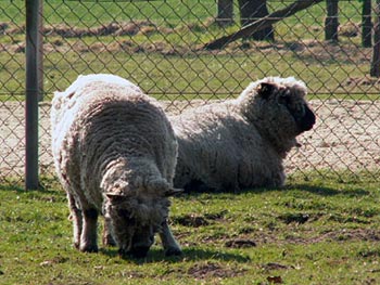 Bauernhof Urlaub