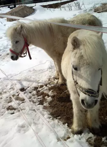 Ponys in Eibenstock