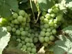 Wein aus Bayern