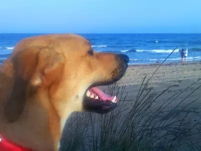 Hund am Meer