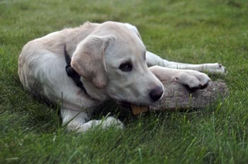 Hund im Urlaub