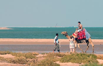 Kamel am Strand